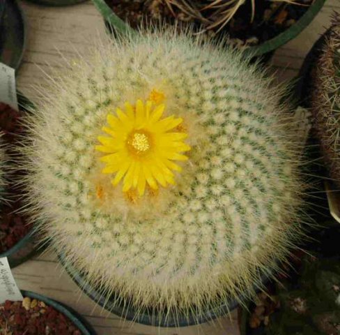 Parodia_chrysacanthion